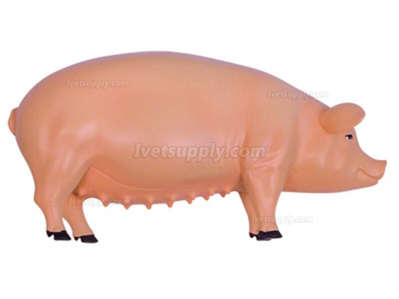 Pig Anatomy Science And Education Assembled Model Teaching Model